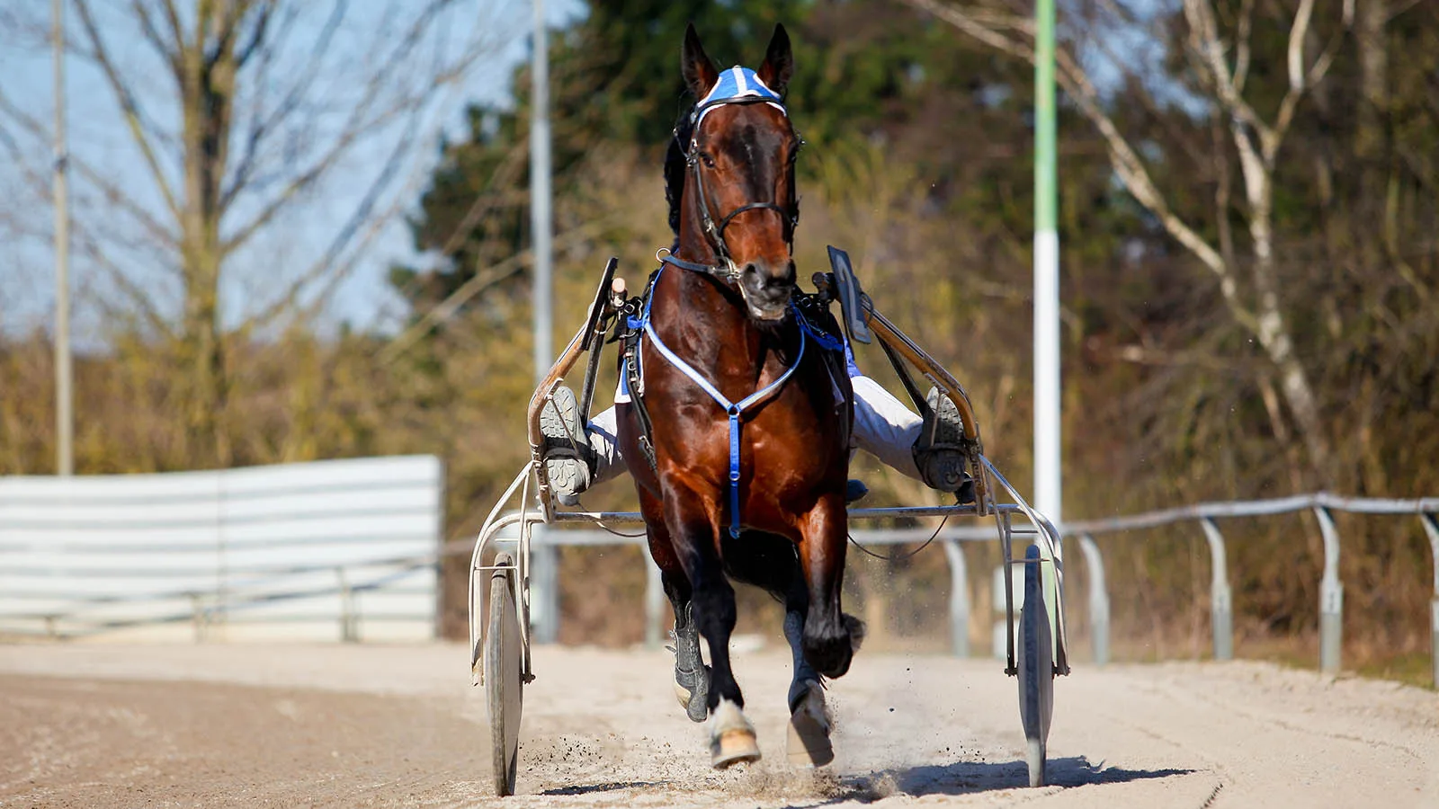 trotting